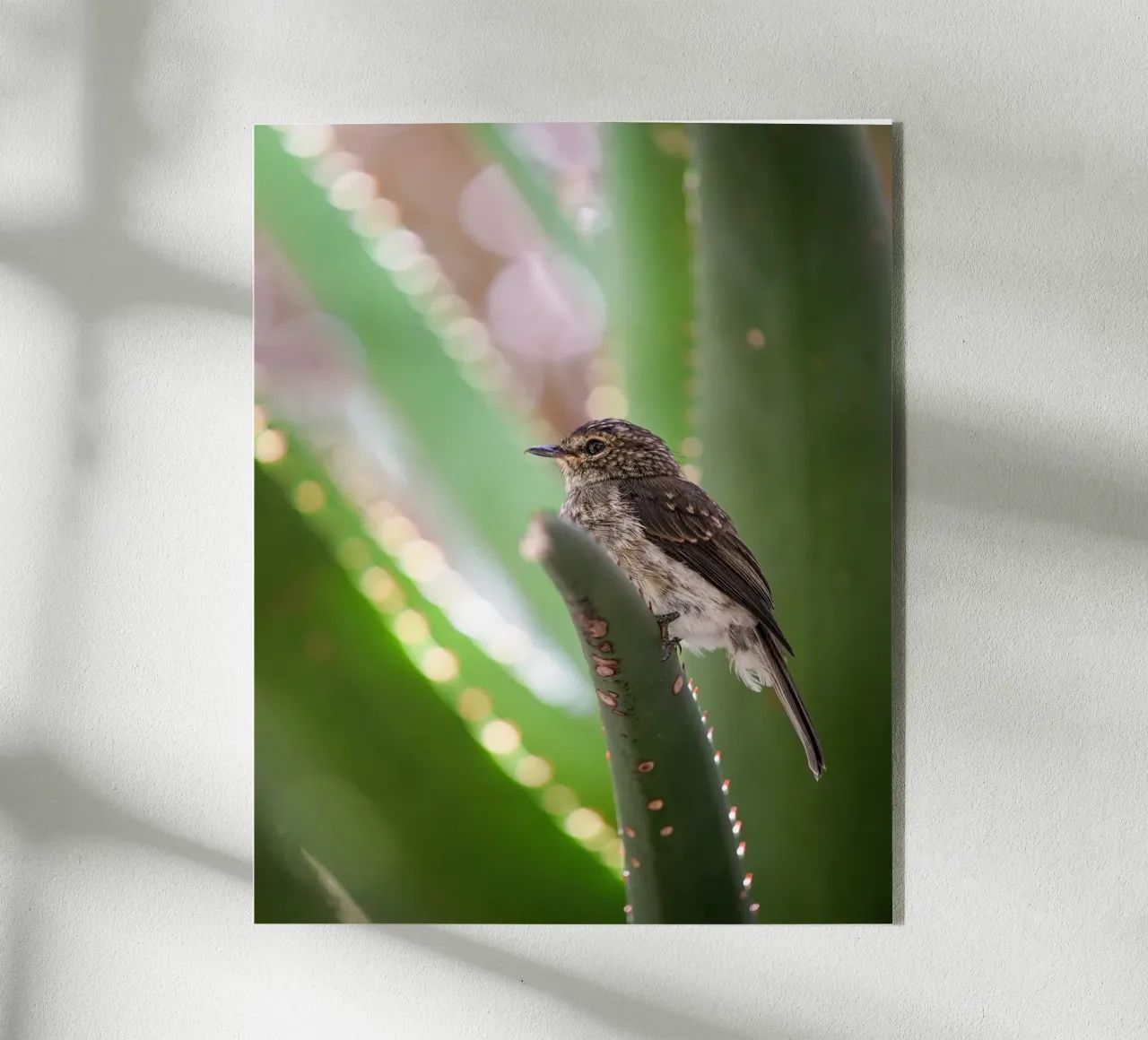 Flycather plexiglass da Tom's Wildlife