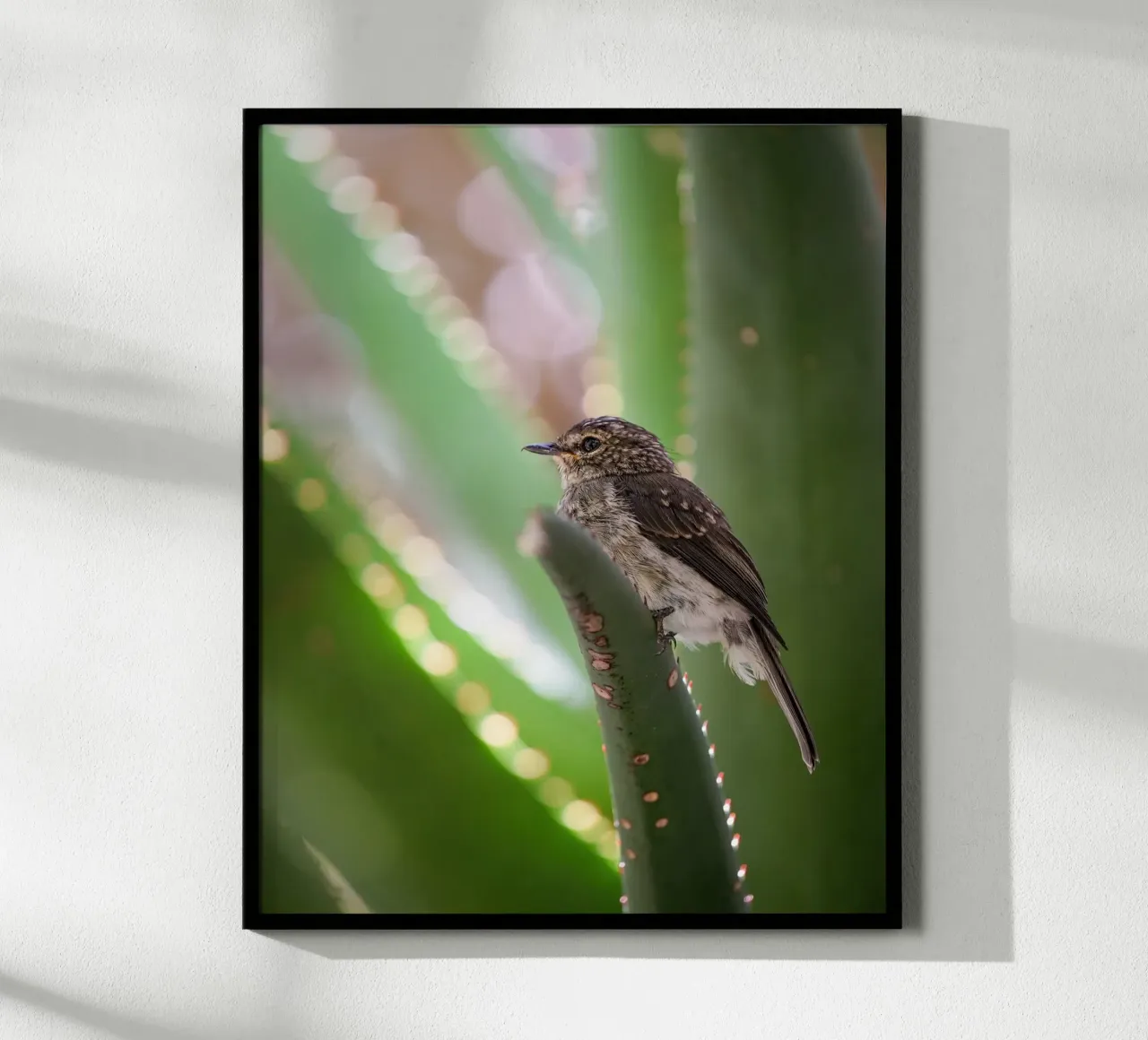 Flycather poster da Tom's Wildlife