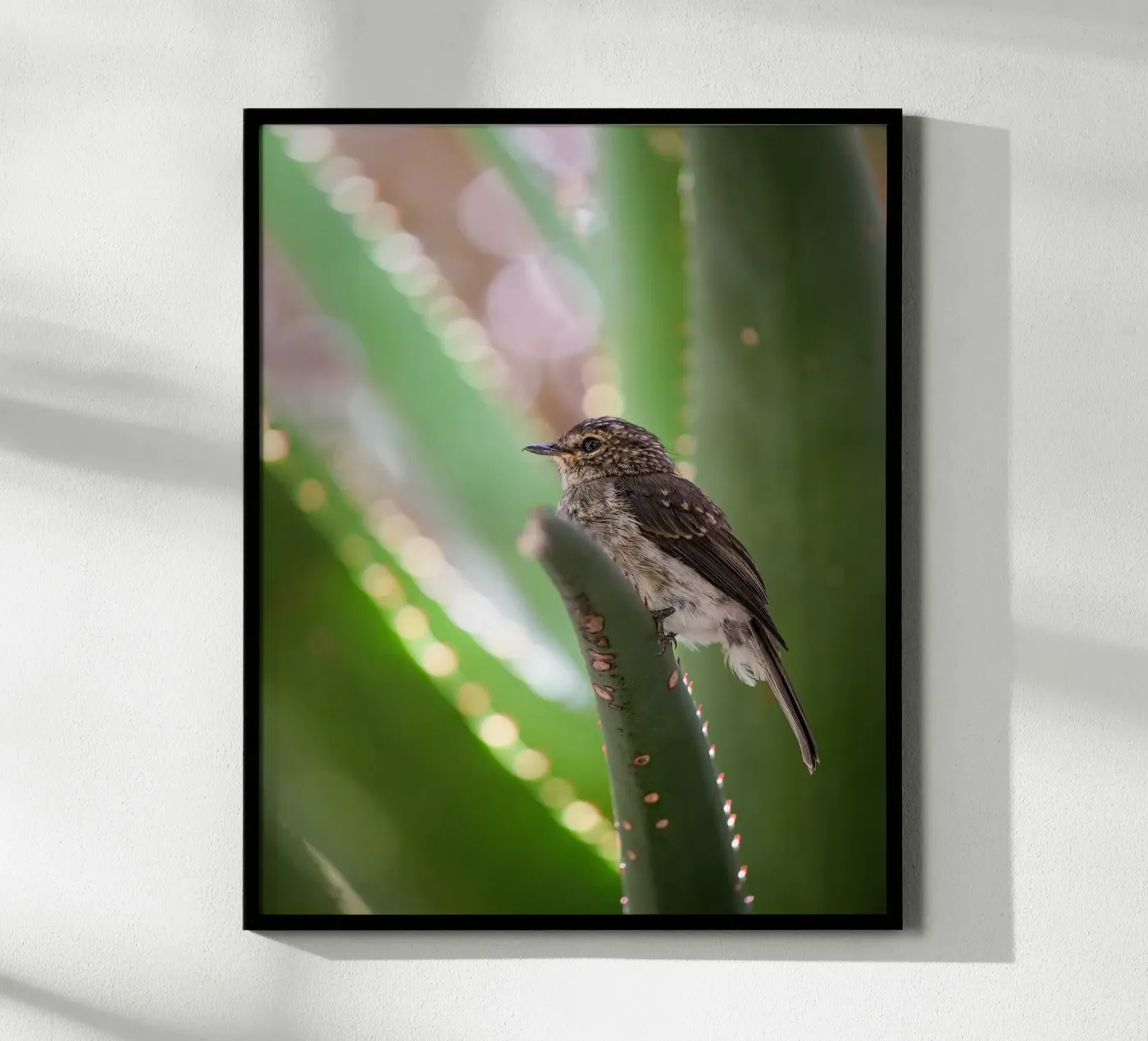 Flycather poster da Tom's Wildlife