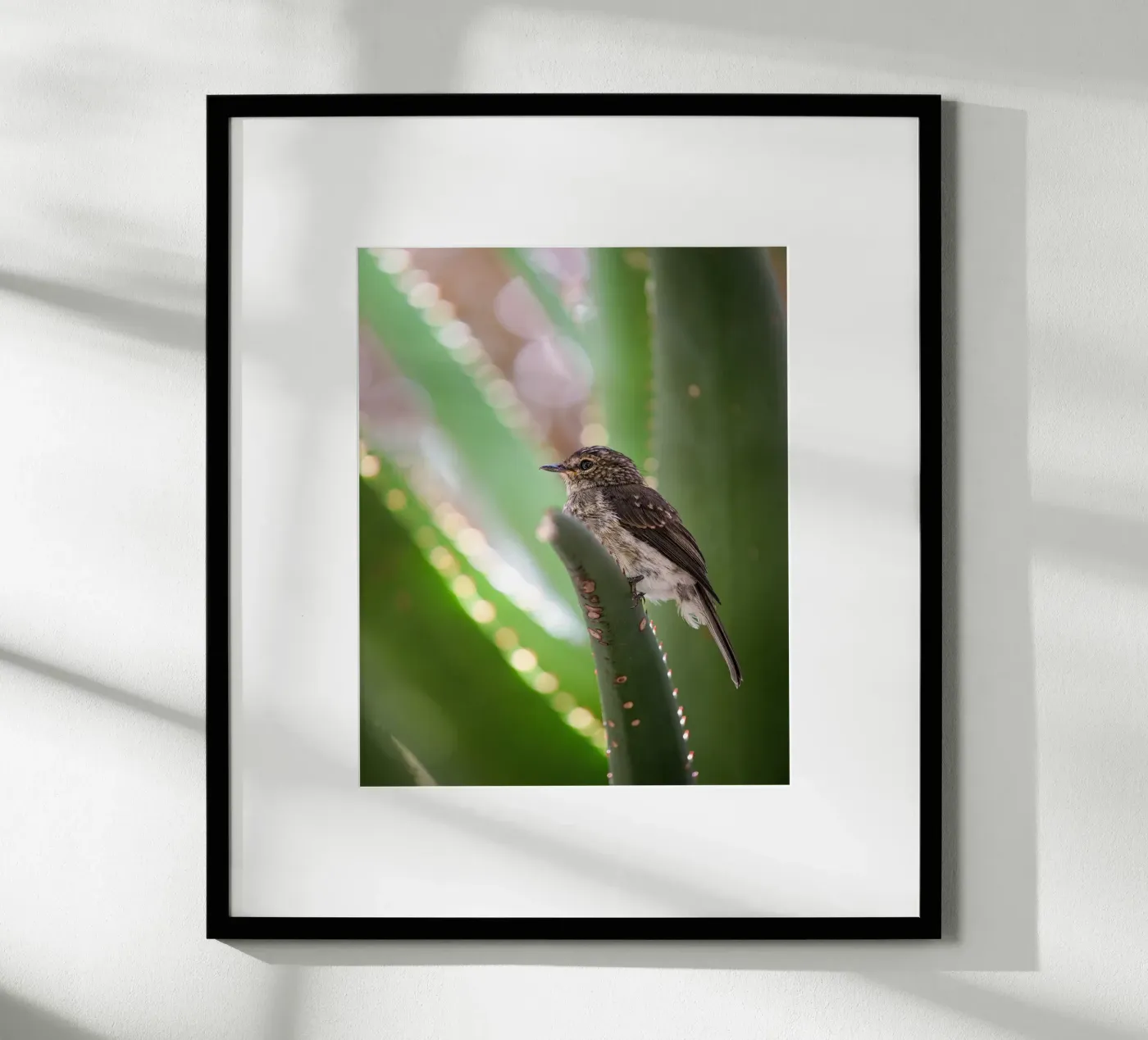 Flycather poster da Tom's Wildlife