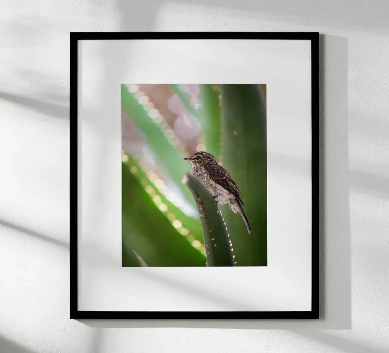 Flycather poster da Tom's Wildlife