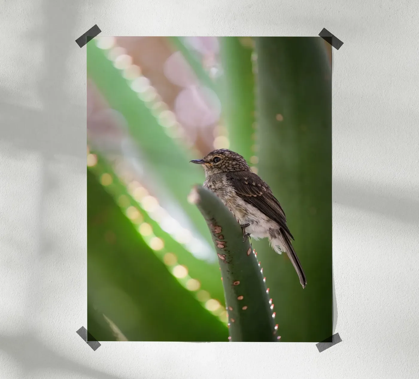 Flycather poster da Tom's Wildlife