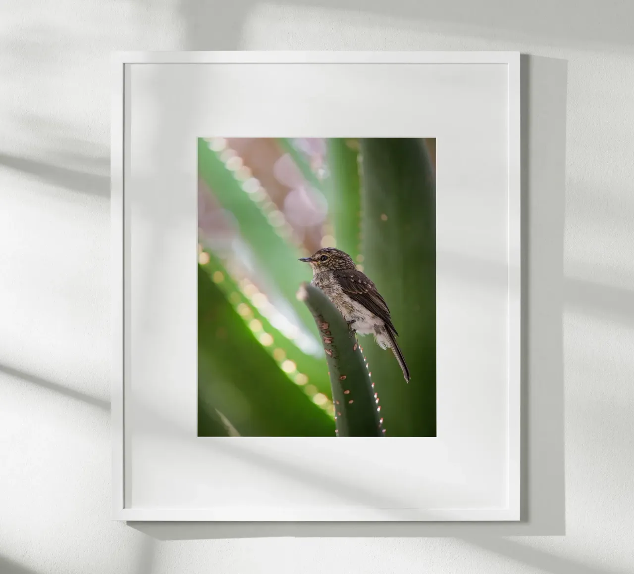 Flycather poster da Tom's Wildlife