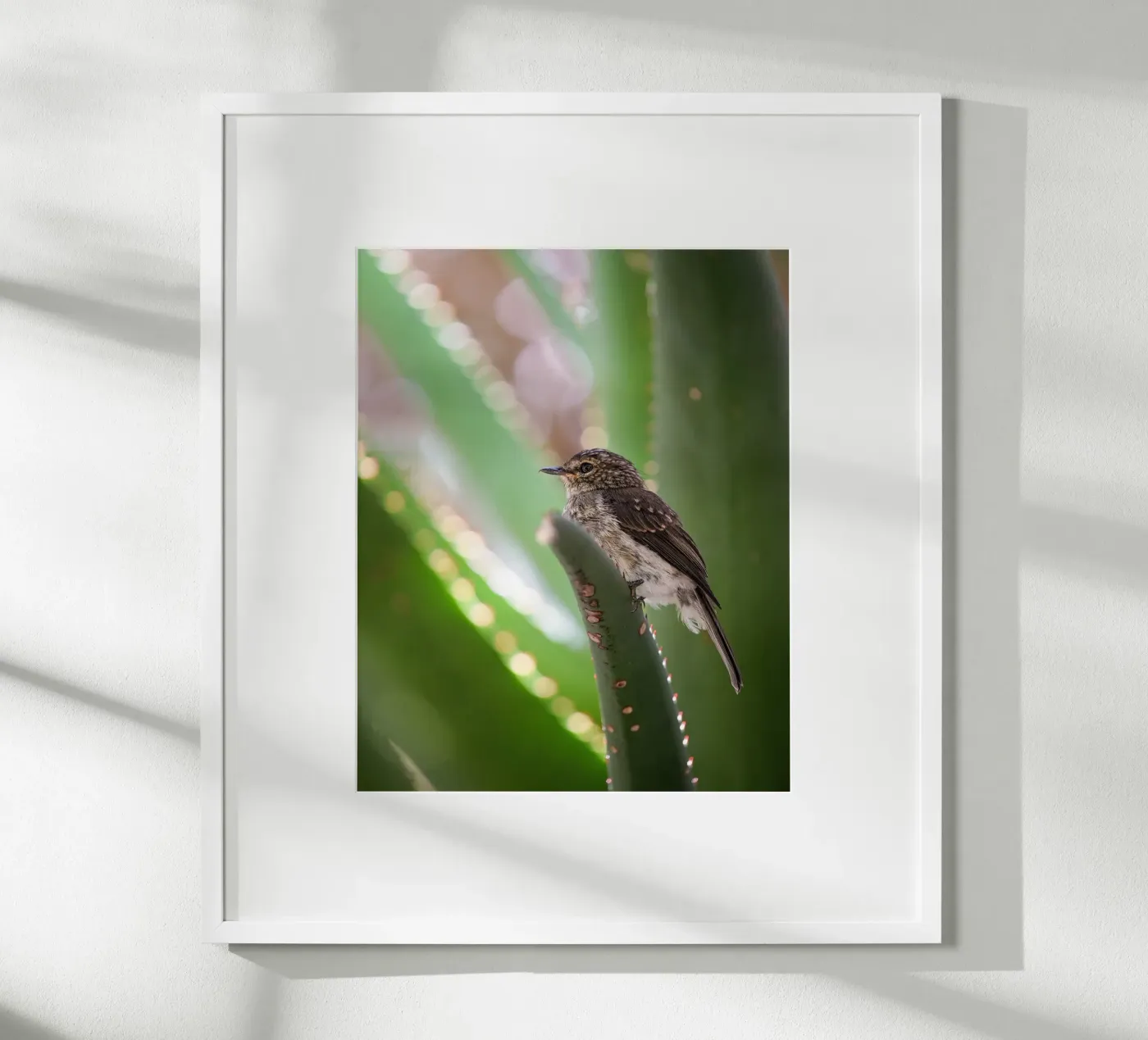 Flycather poster da Tom's Wildlife