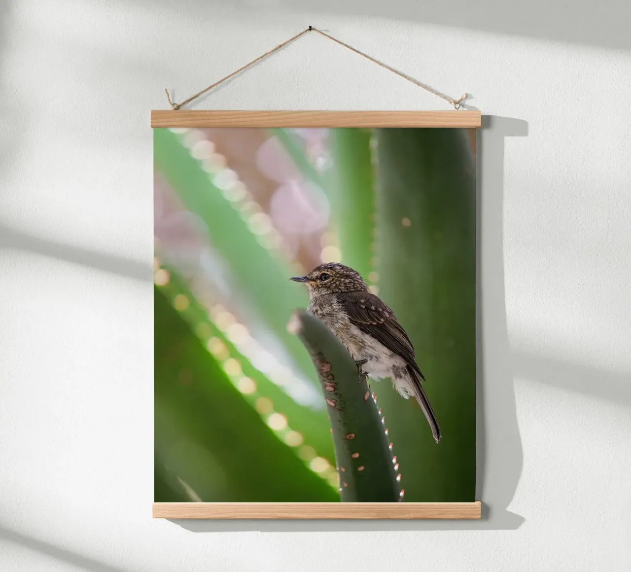 Flycather poster da Tom's Wildlife