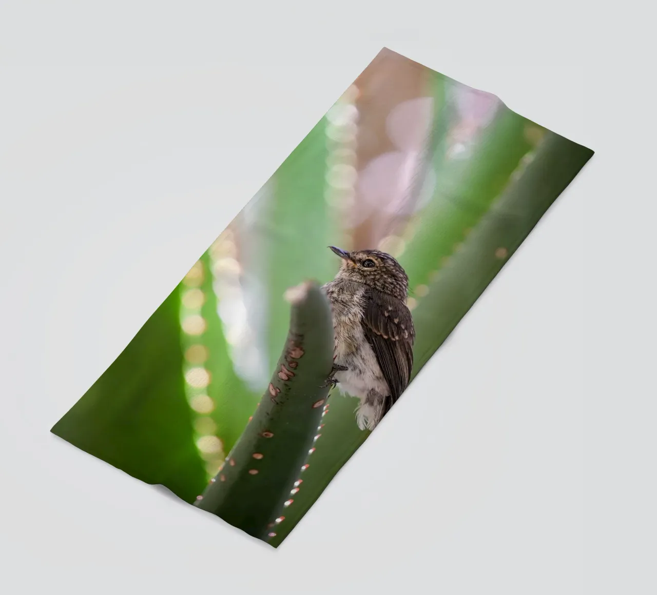 Flycather telo mare da Tom's Wildlife