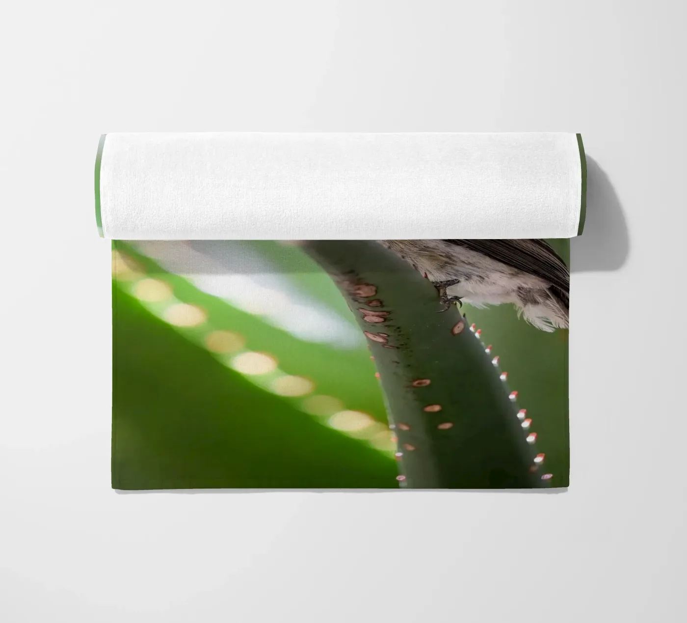 Flycather telo mare da Tom's Wildlife