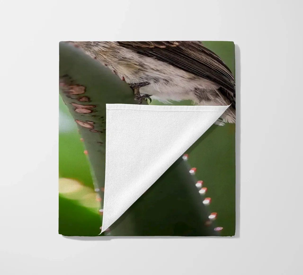 Flycather telo mare da Tom's Wildlife