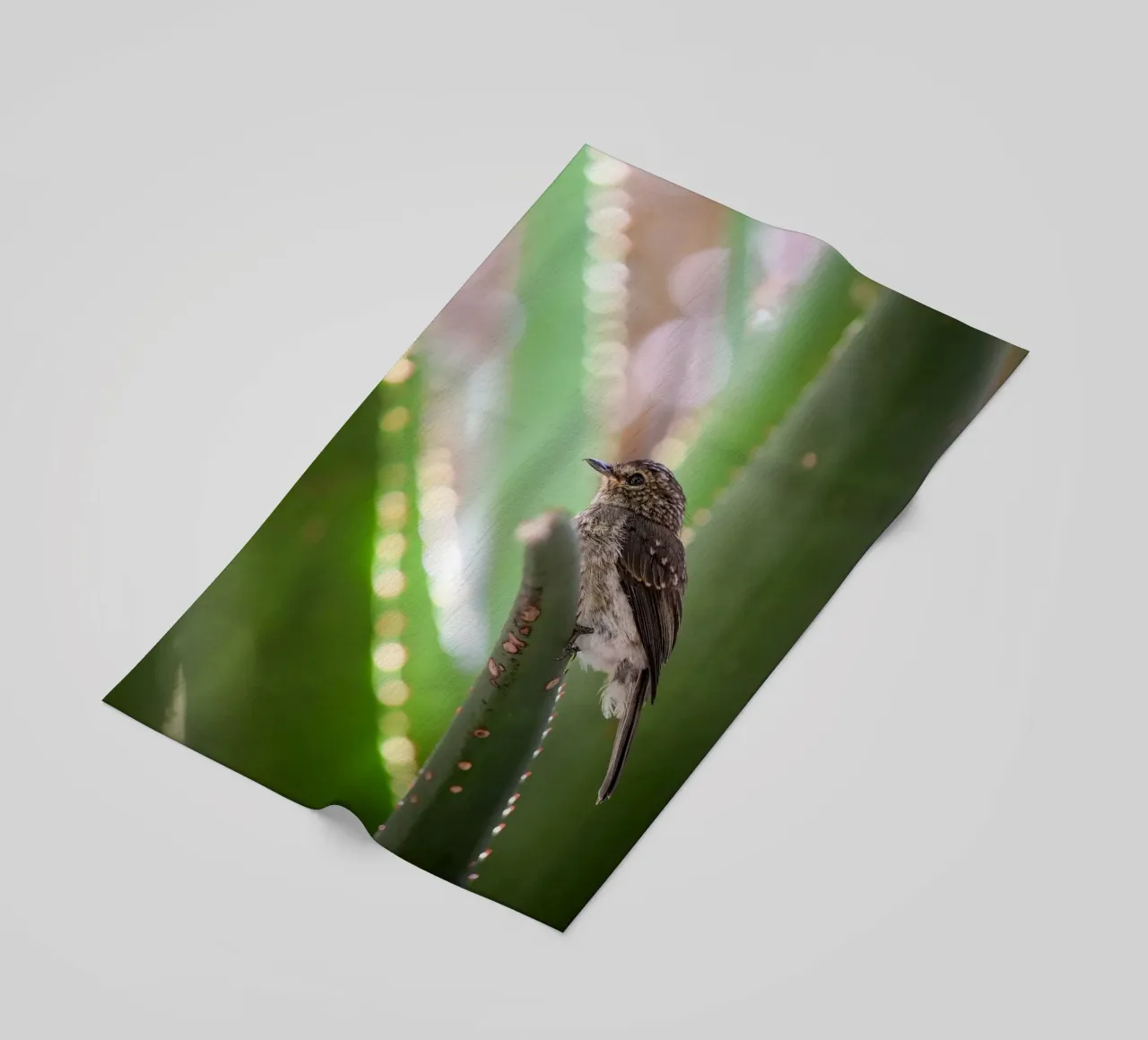 Flycather telo mare da Tom's Wildlife