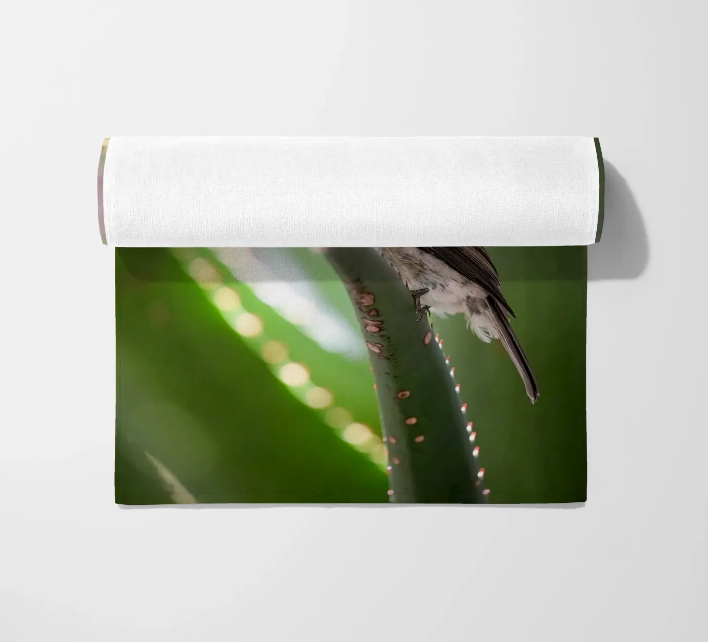 Flycather telo mare da Tom's Wildlife