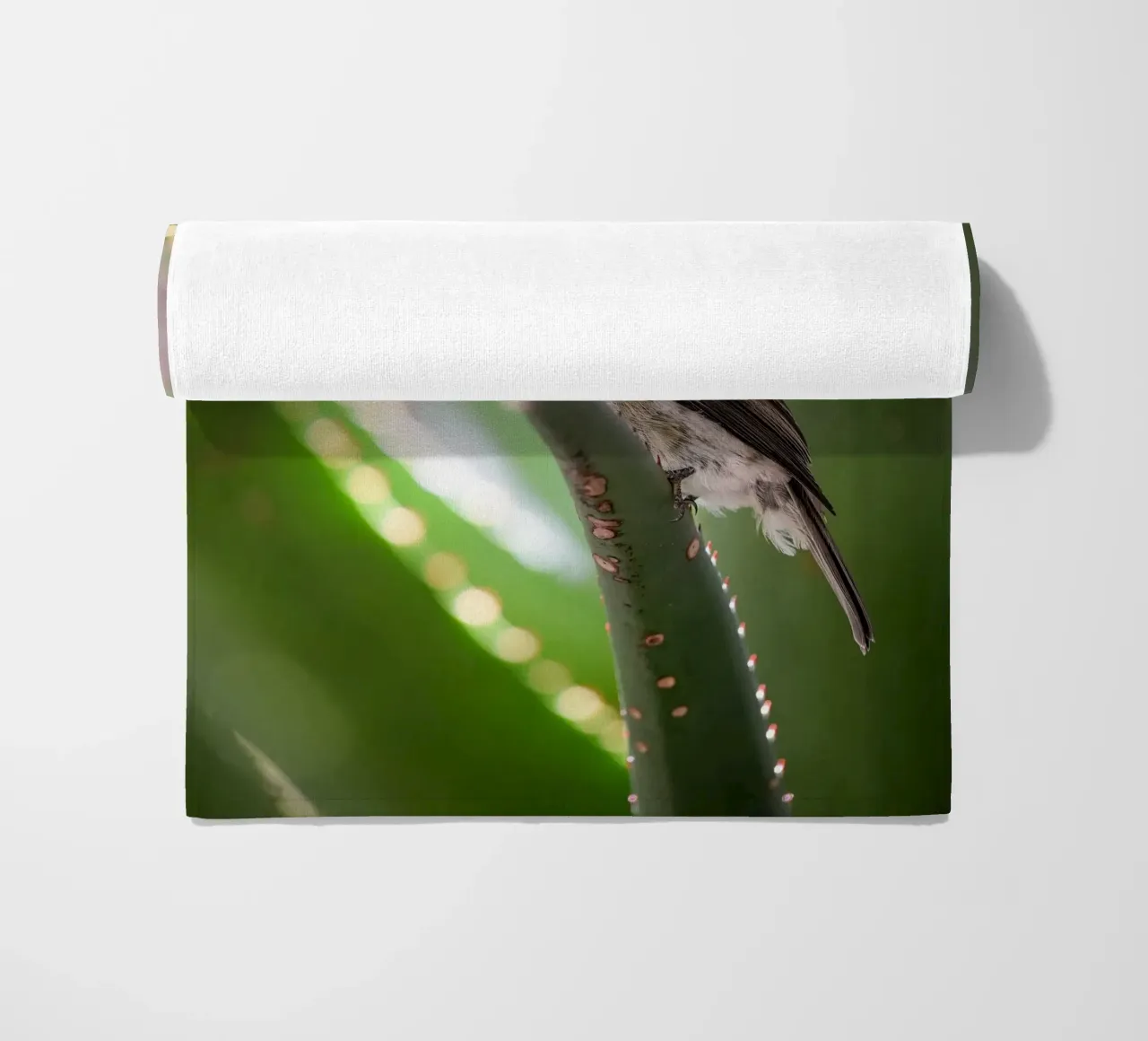 Flycather telo mare da Tom's Wildlife