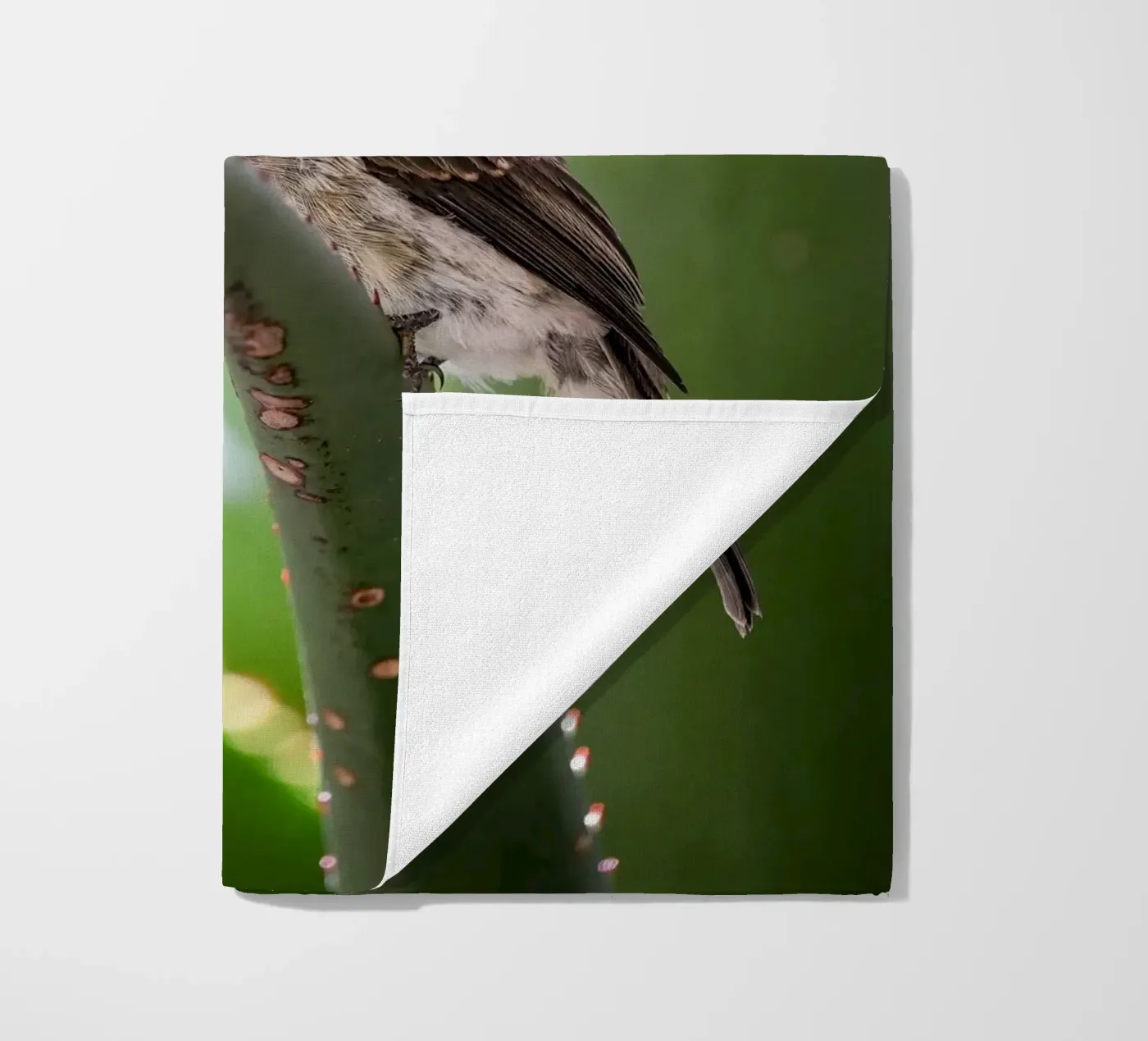 Flycather telo mare da Tom's Wildlife