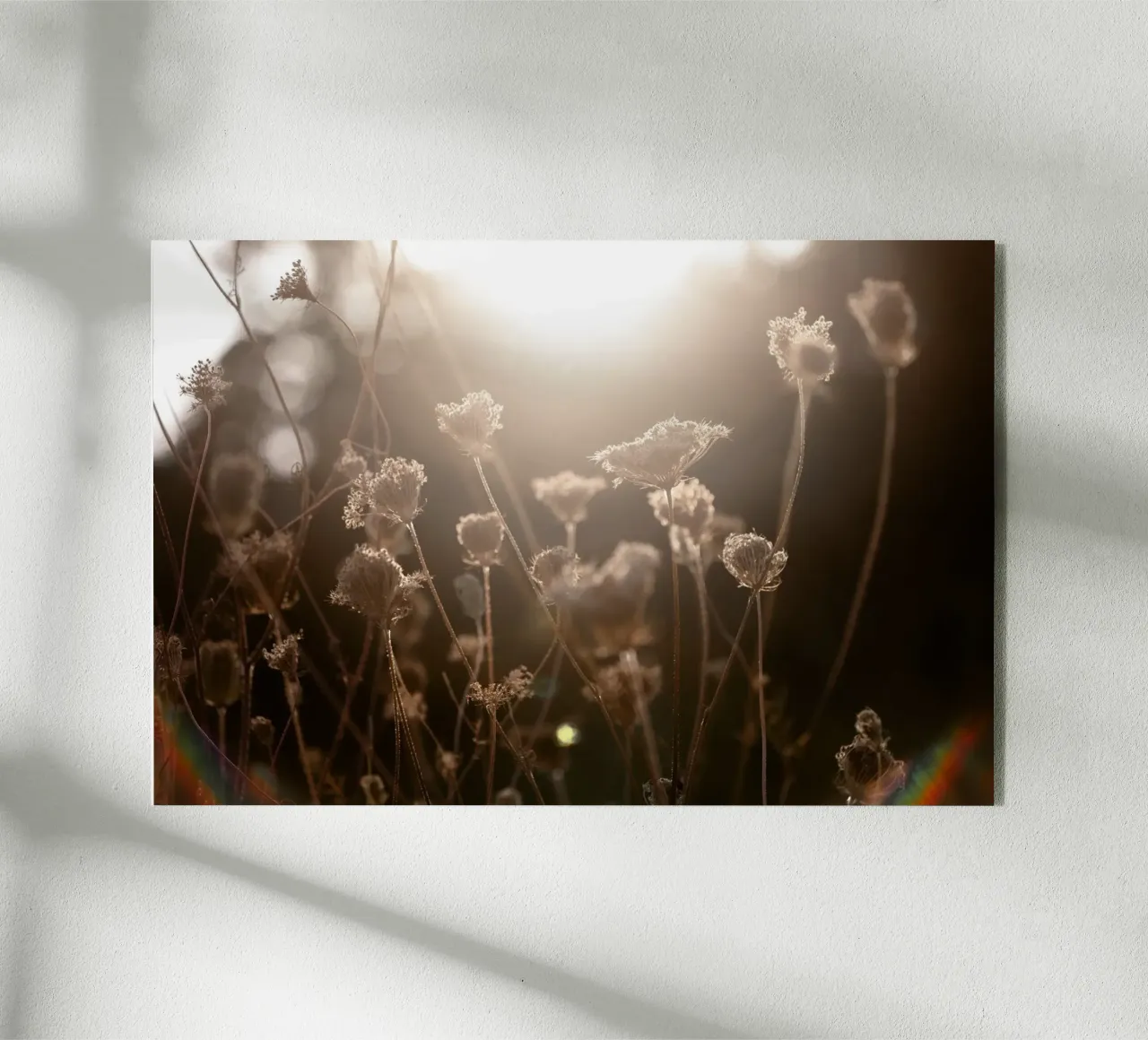 Warm Winter Light 3 plexiglass da Mareike Böhmer Photography