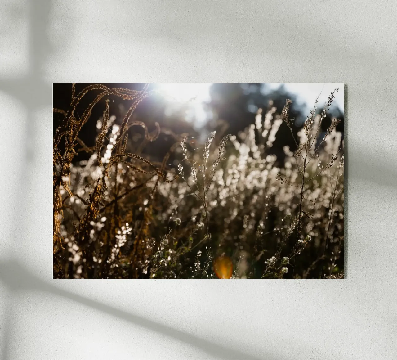 Warm Winter Light 7 plexiglass da Mareike Böhmer Photography