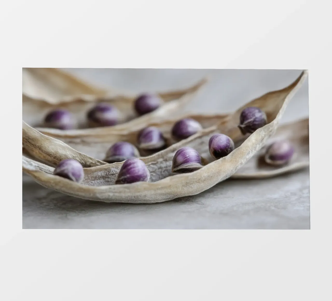 Purple Peas No 3 pellicola backlit da treechild