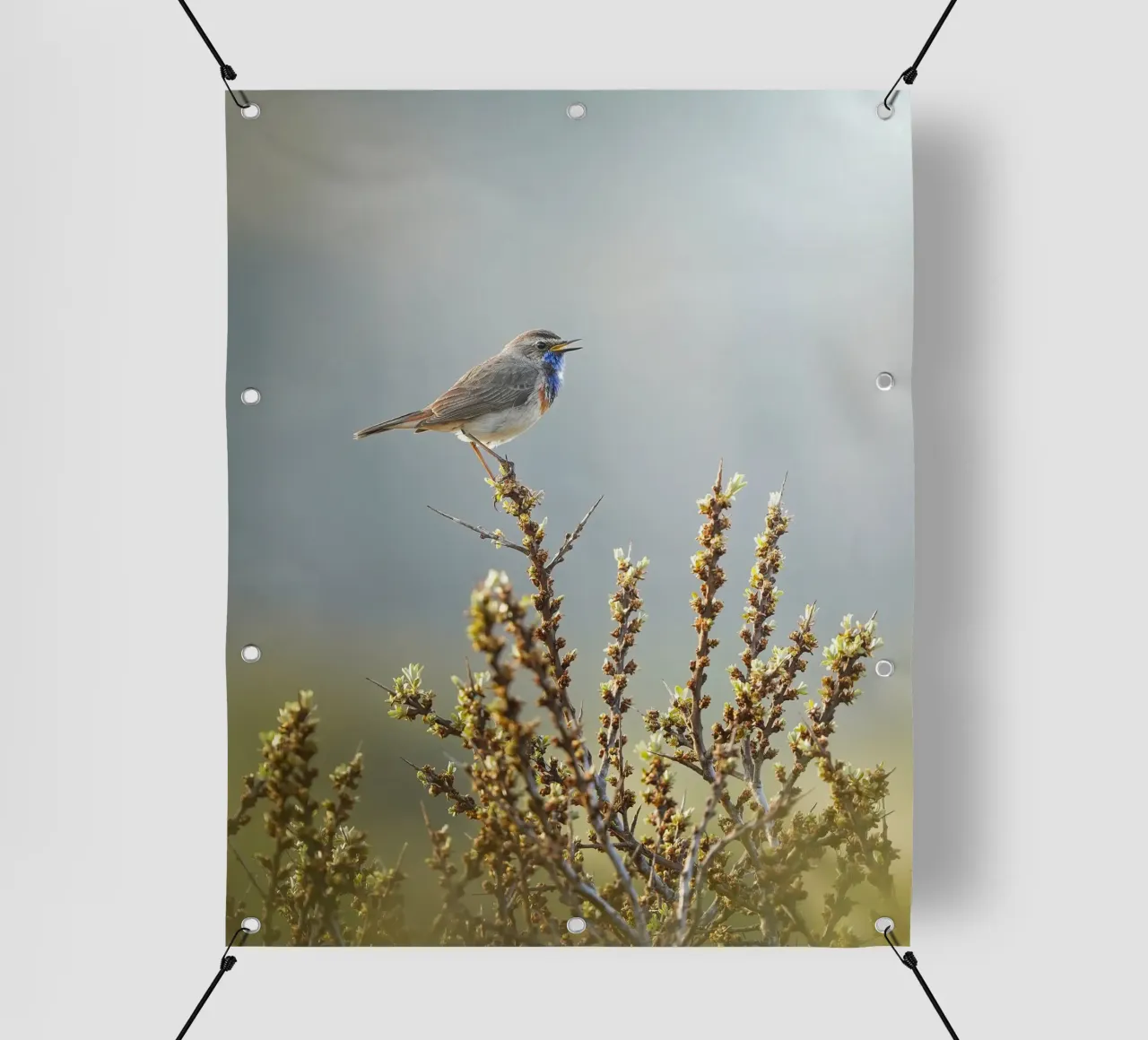 Gatto blu telo in pvc da Tom's Wildlife