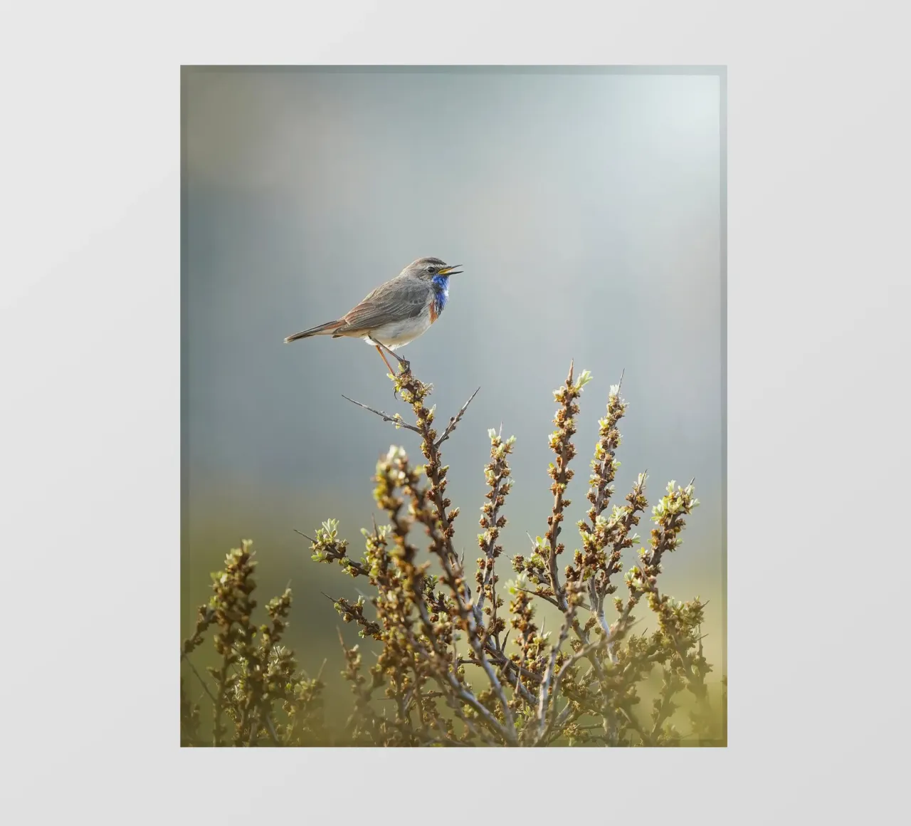 Gatto blu telo in pvc da Tom's Wildlife