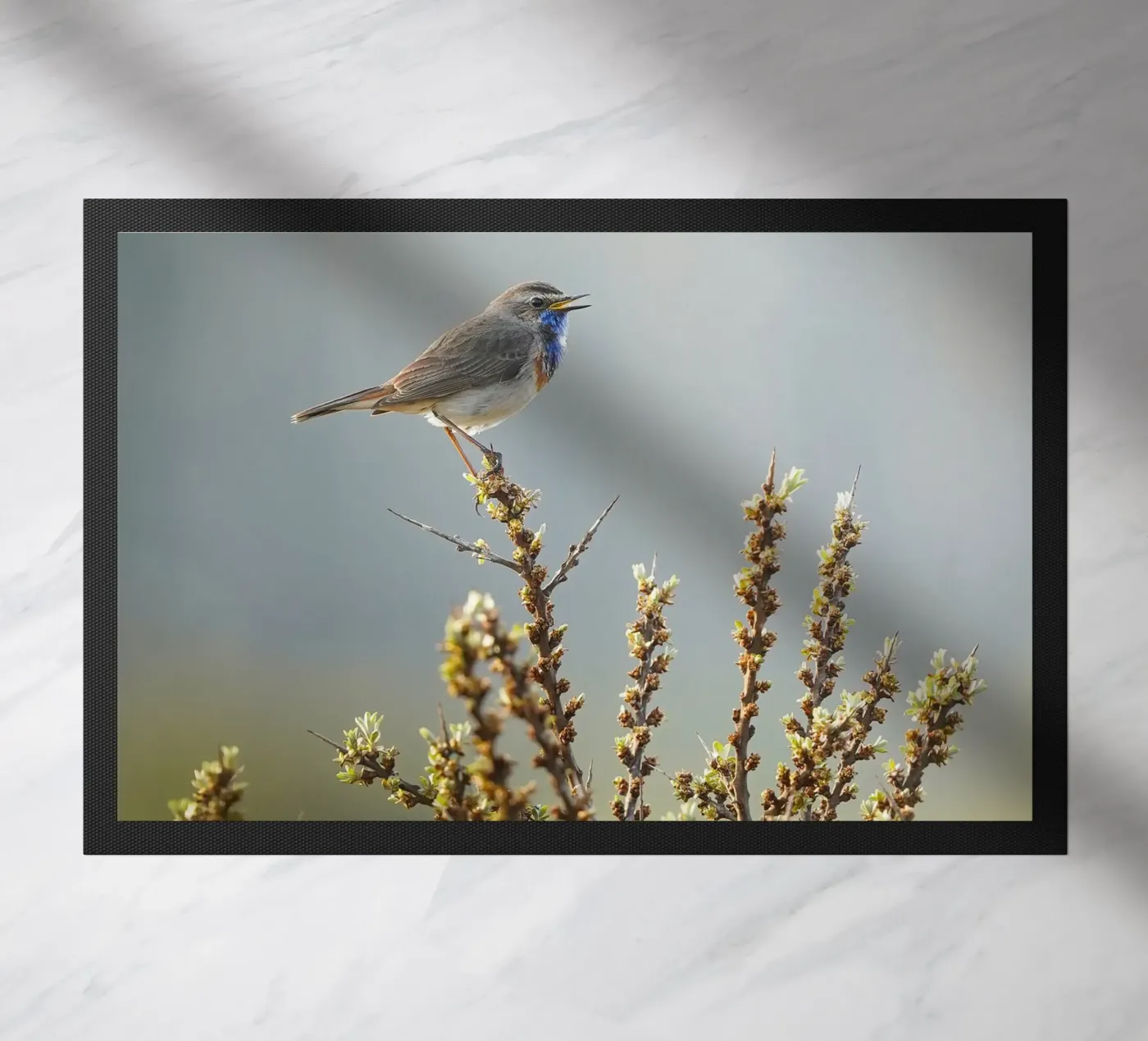 Gatto blu zerbino da Tom's Wildlife