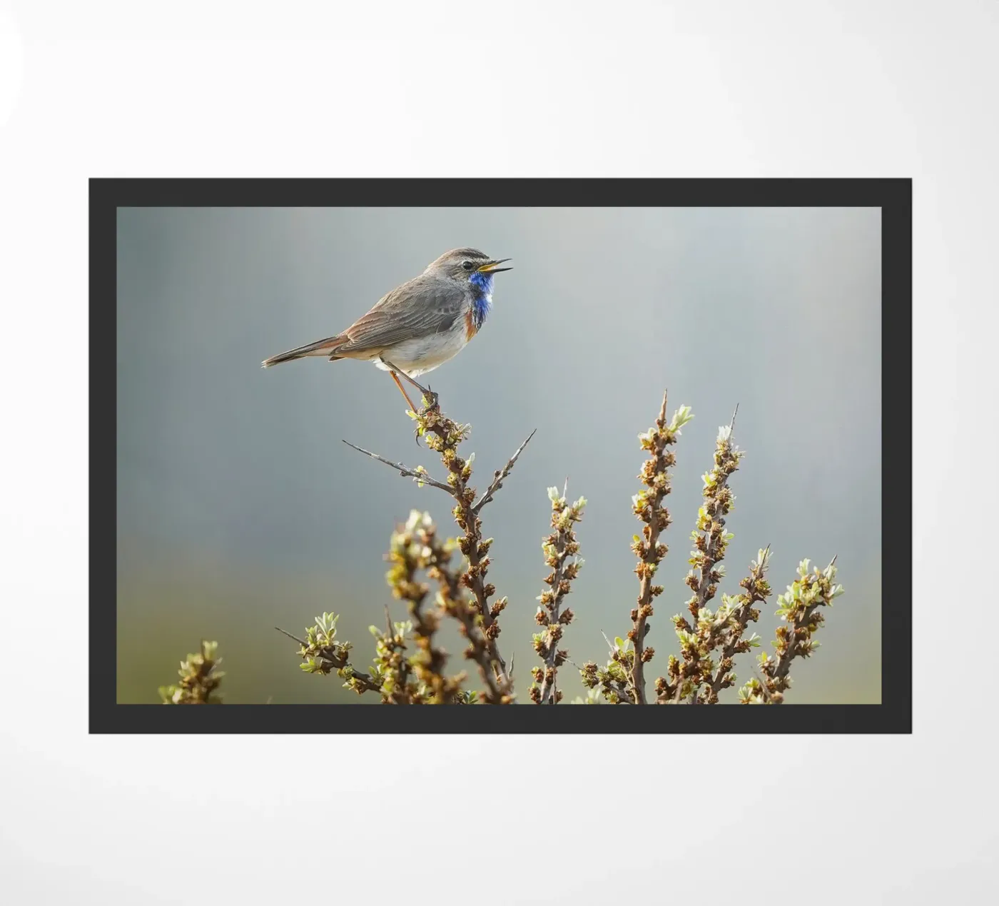 Gatto blu zerbino da Tom's Wildlife
