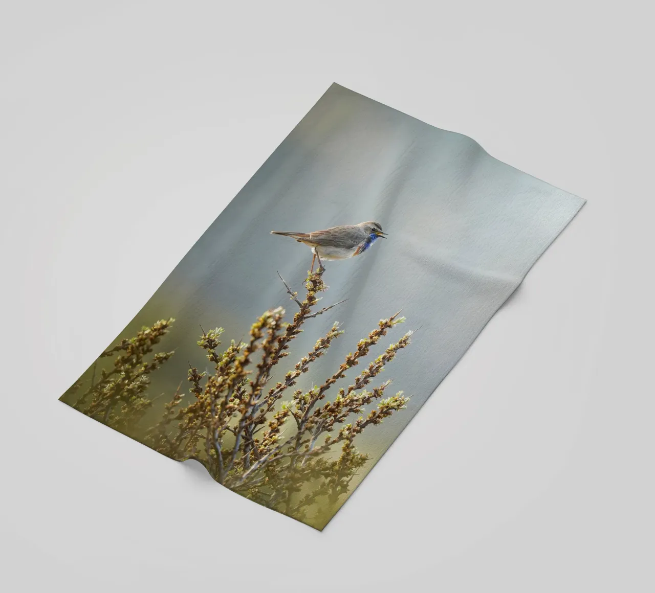 Bluethroat beach towel by Tom's Wildlife