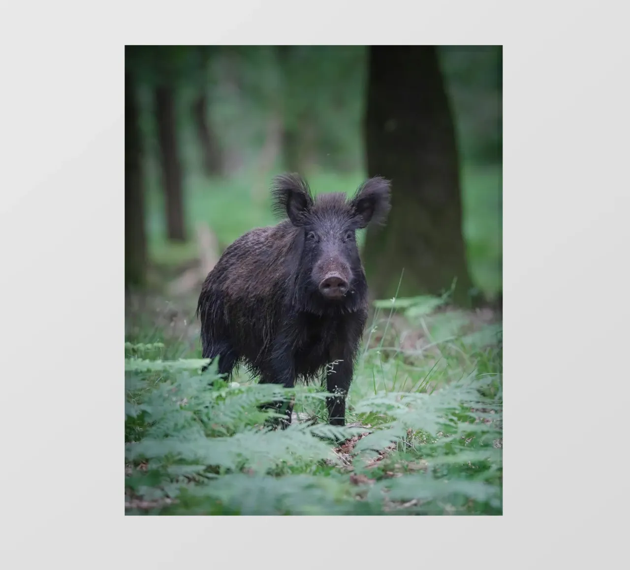 Wild boar photo wallpaper by Tom's Wildlife