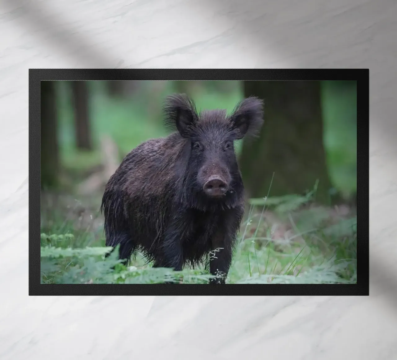 Cinghiale zerbino da Tom's Wildlife