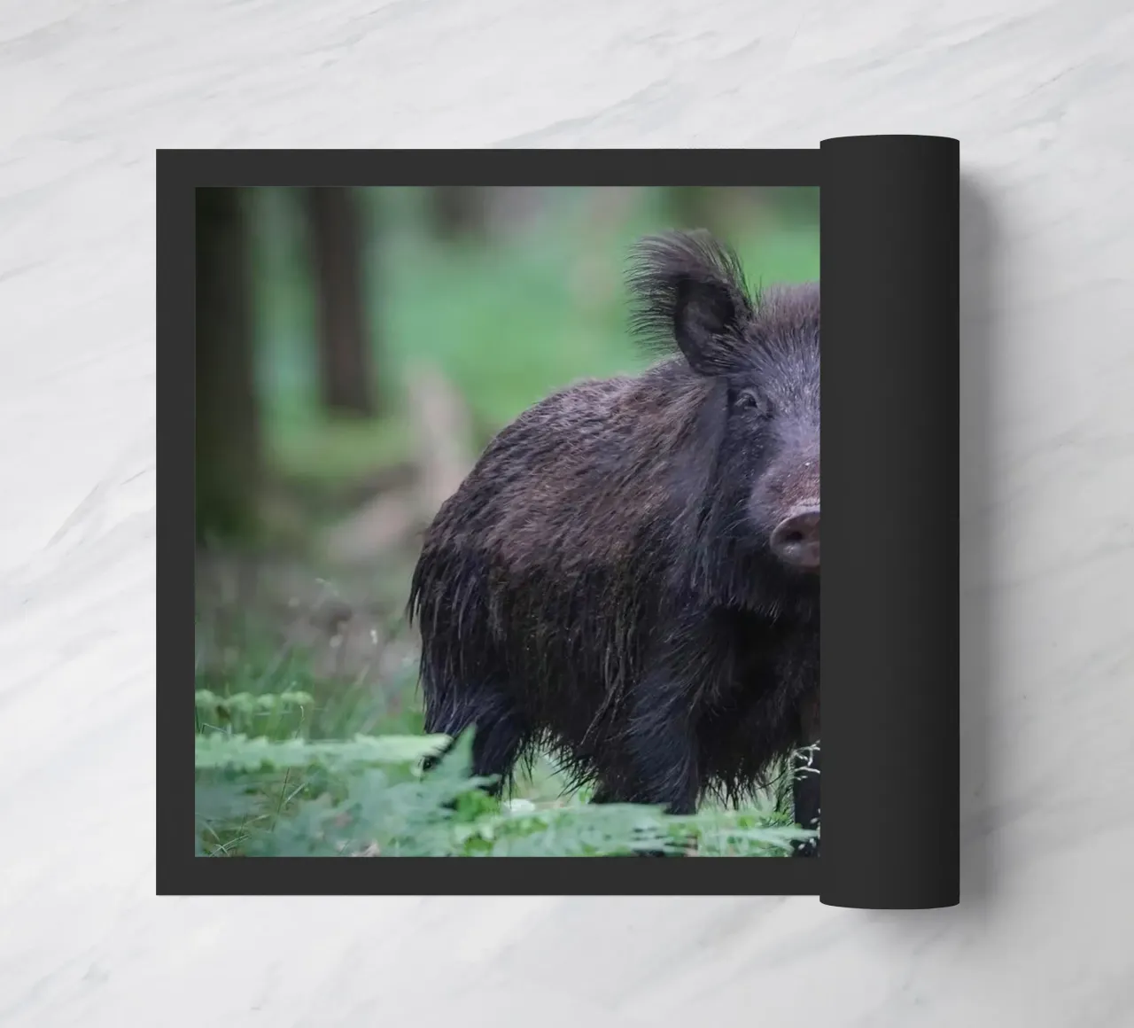 Cinghiale zerbino da Tom's Wildlife