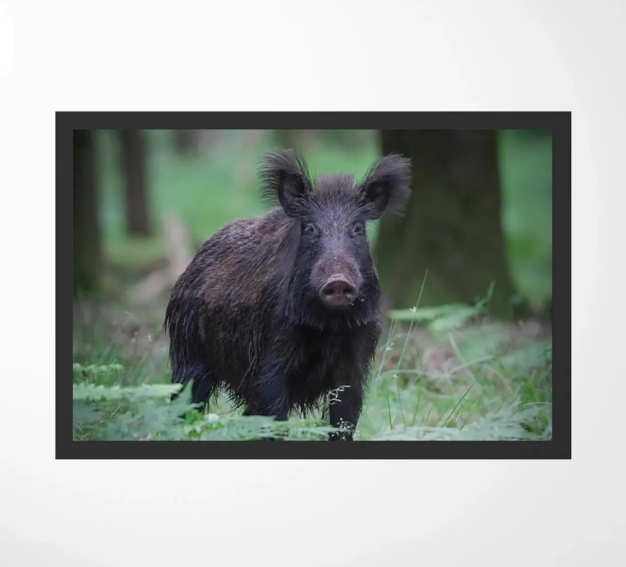 Cinghiale zerbino da Tom's Wildlife