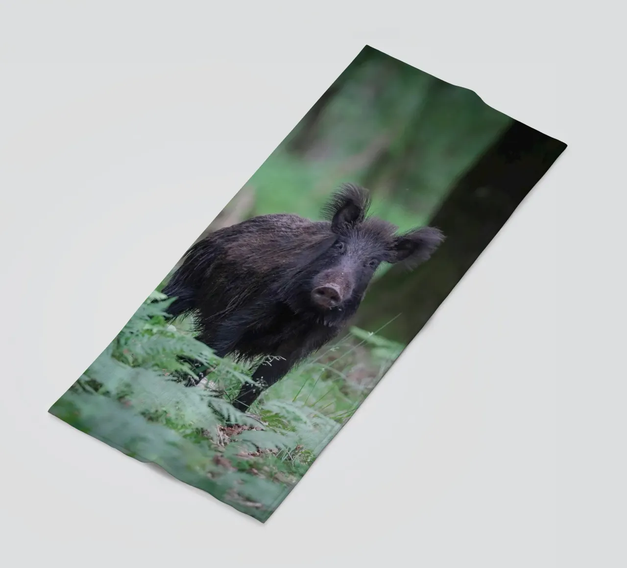 Cinghiale telo mare da Tom's Wildlife