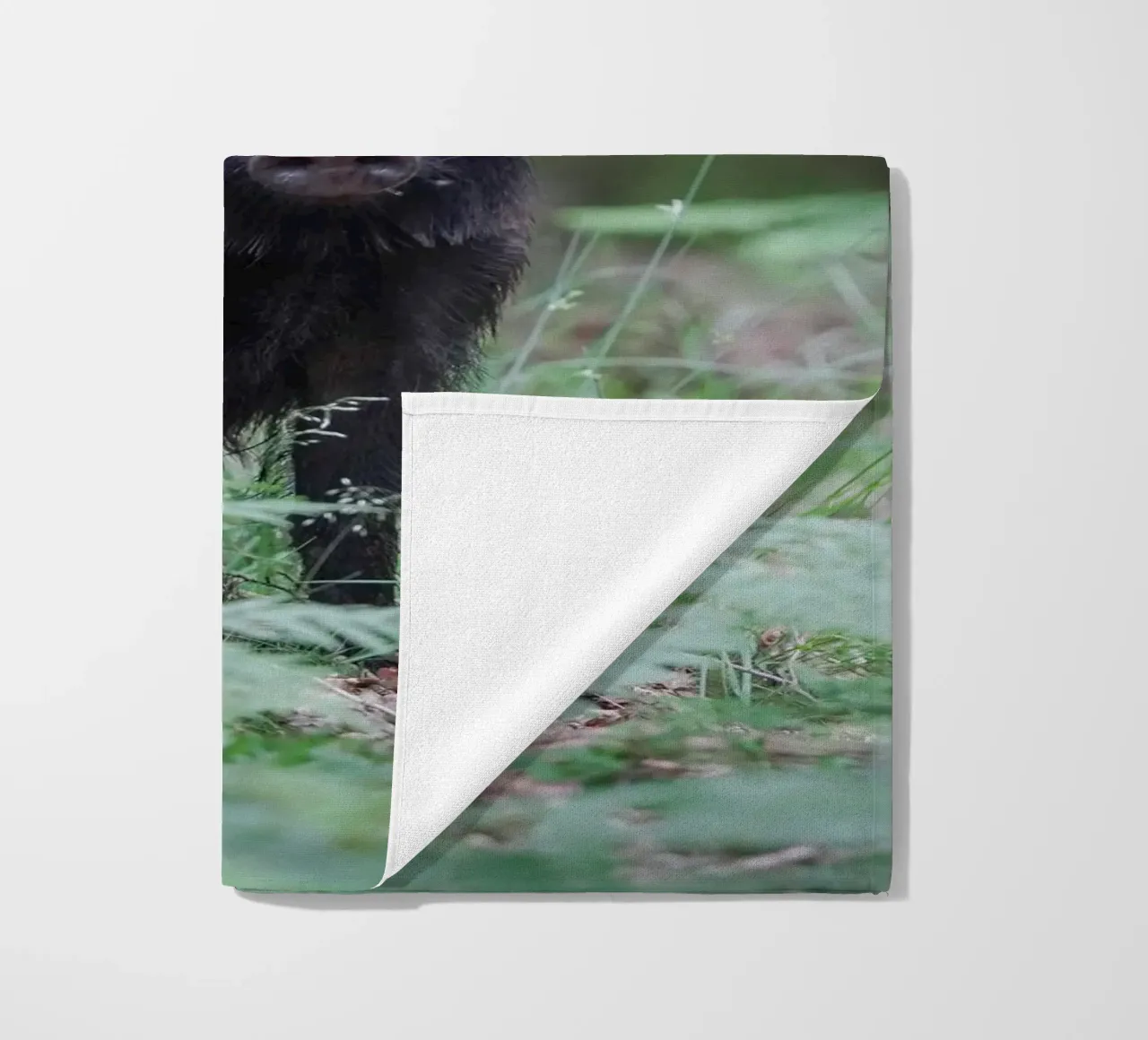 Cinghiale telo mare da Tom's Wildlife