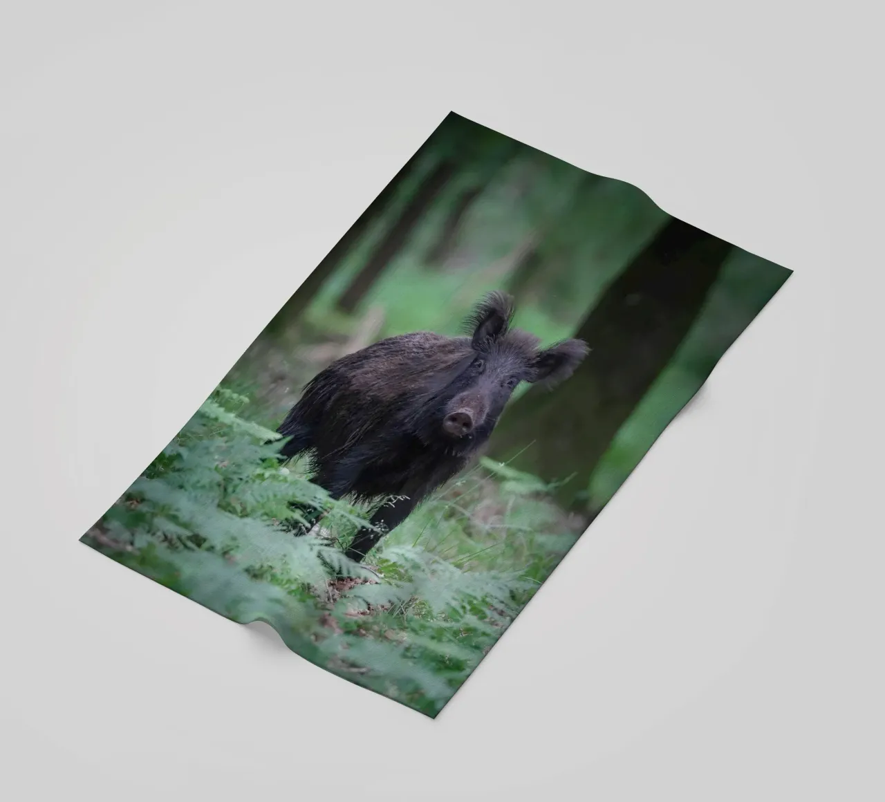 Cinghiale telo mare da Tom's Wildlife