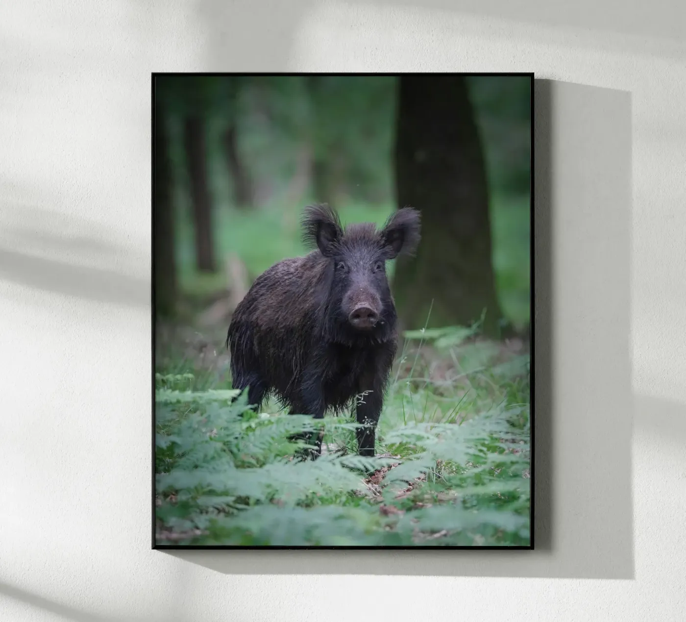 Wild boar plexiglas de Tom's Wildlife