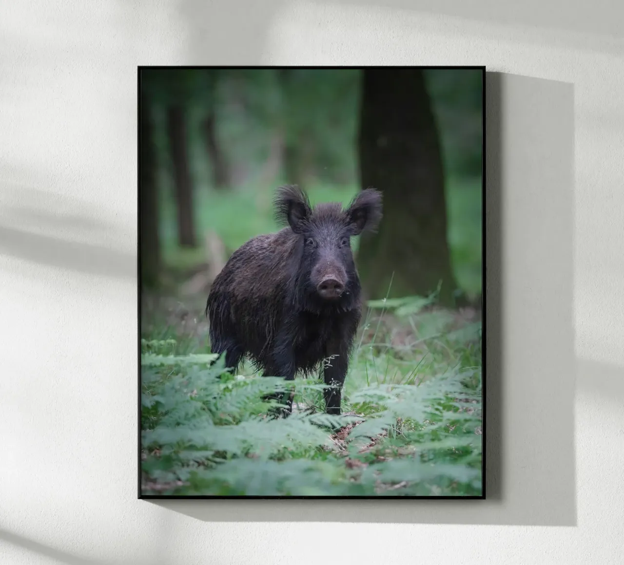 Cinghiale plexiglass da Tom's Wildlife