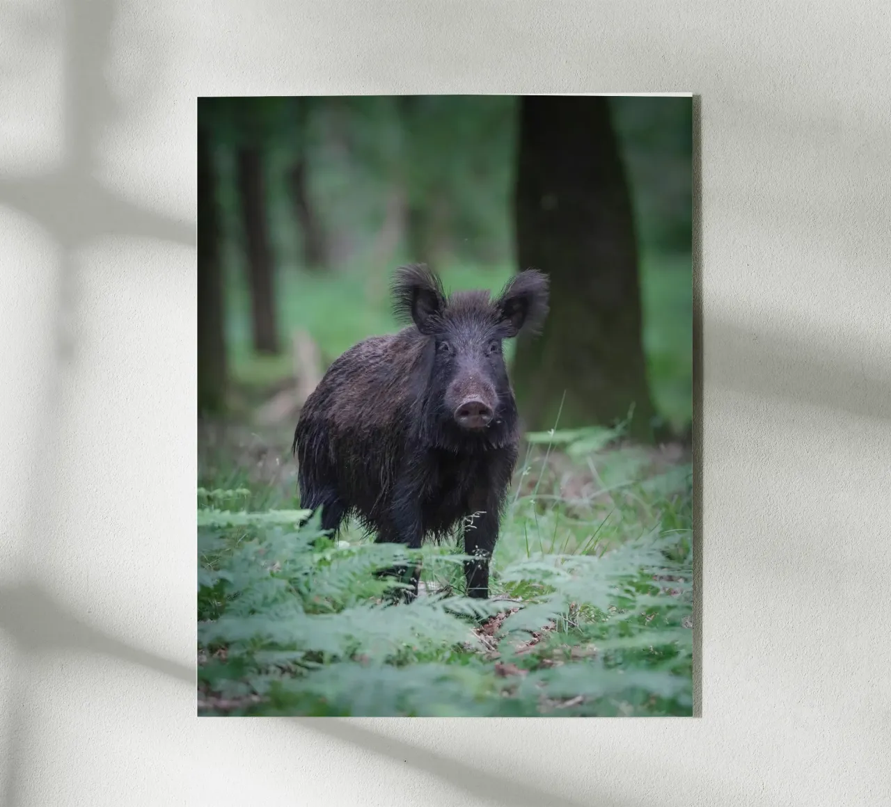 Wild boar acrylic glass by Tom's Wildlife
