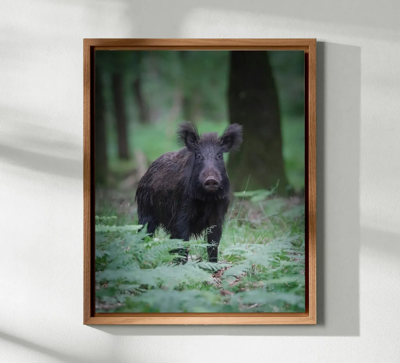 Cinghiale alluminio dibond da Tom's Wildlife