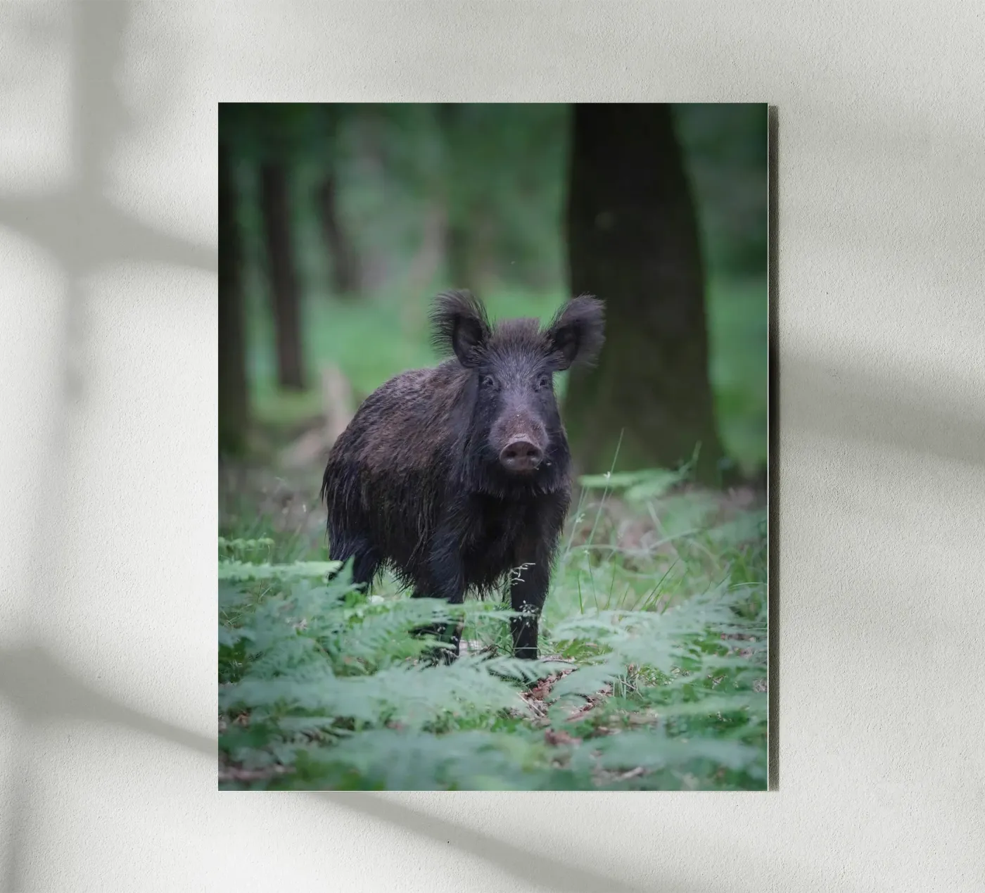 Cinghiale alluminio dibond da Tom's Wildlife