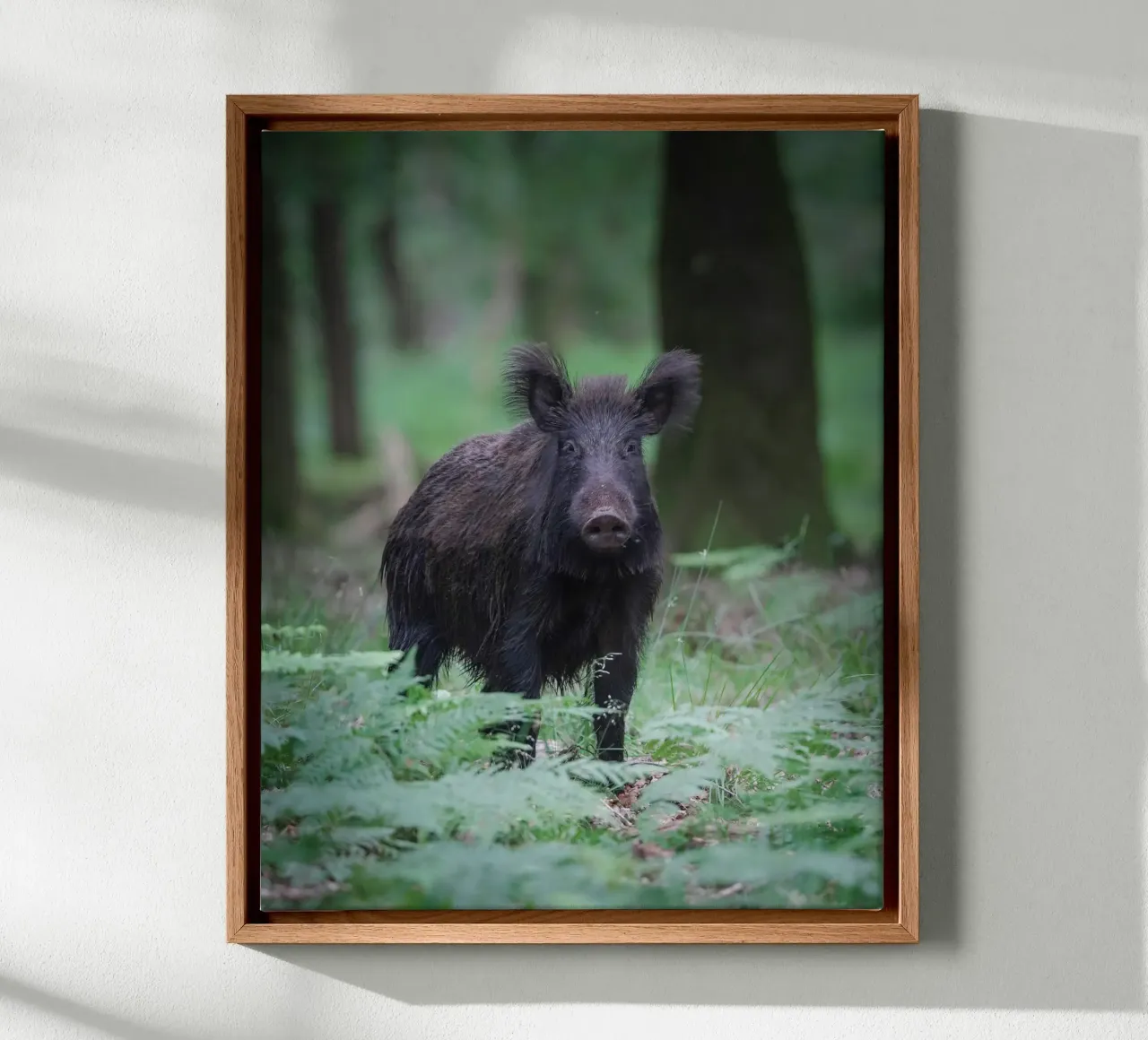 Cinghiale tela con Cornice a cassetta da Tom's Wildlife