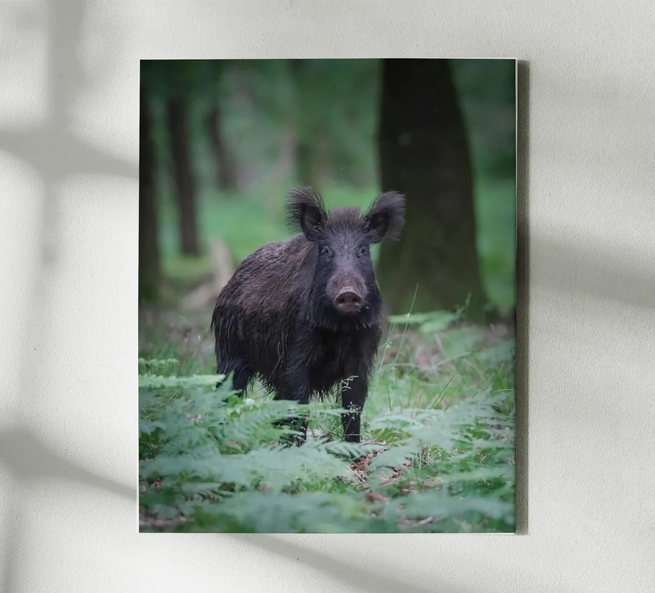 Cinghiale tela con Cornice a cassetta da Tom's Wildlife