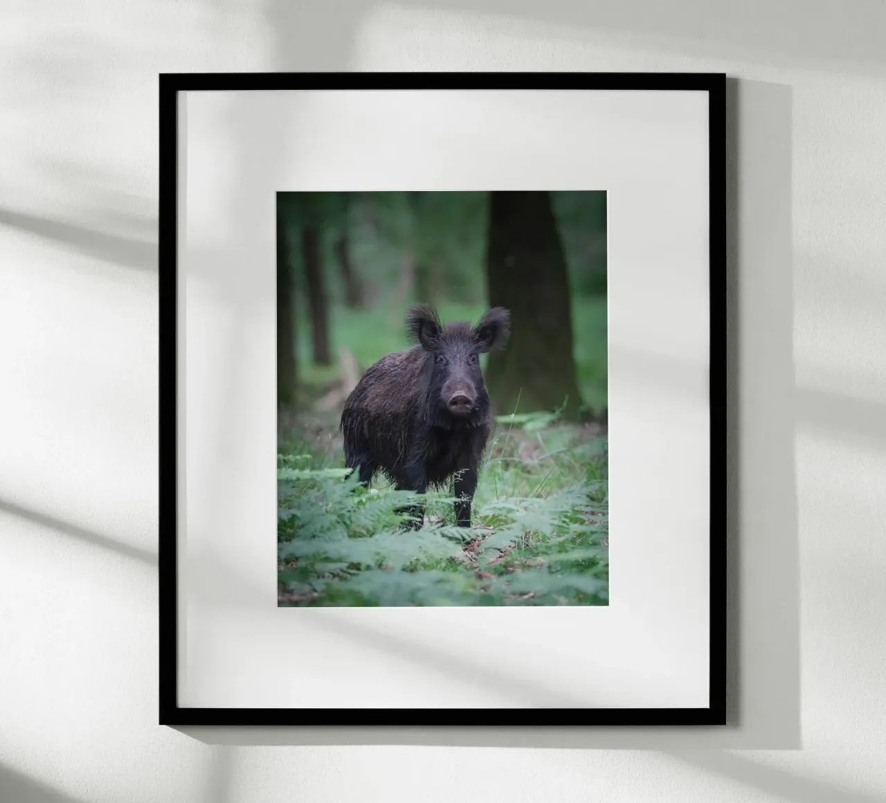 Wild boar hahnemühle by Tom's Wildlife