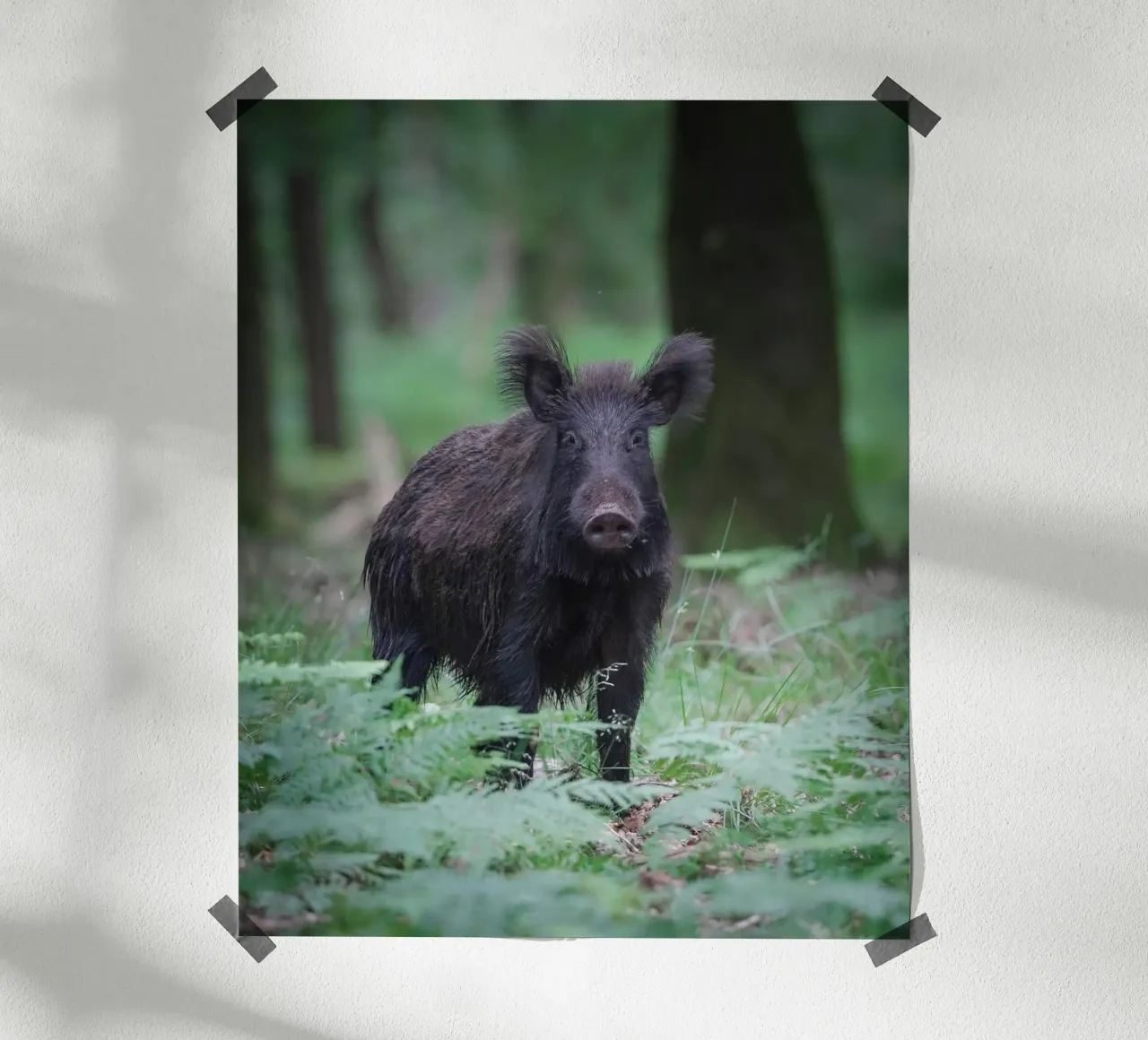 Cinghiale poster da Tom's Wildlife