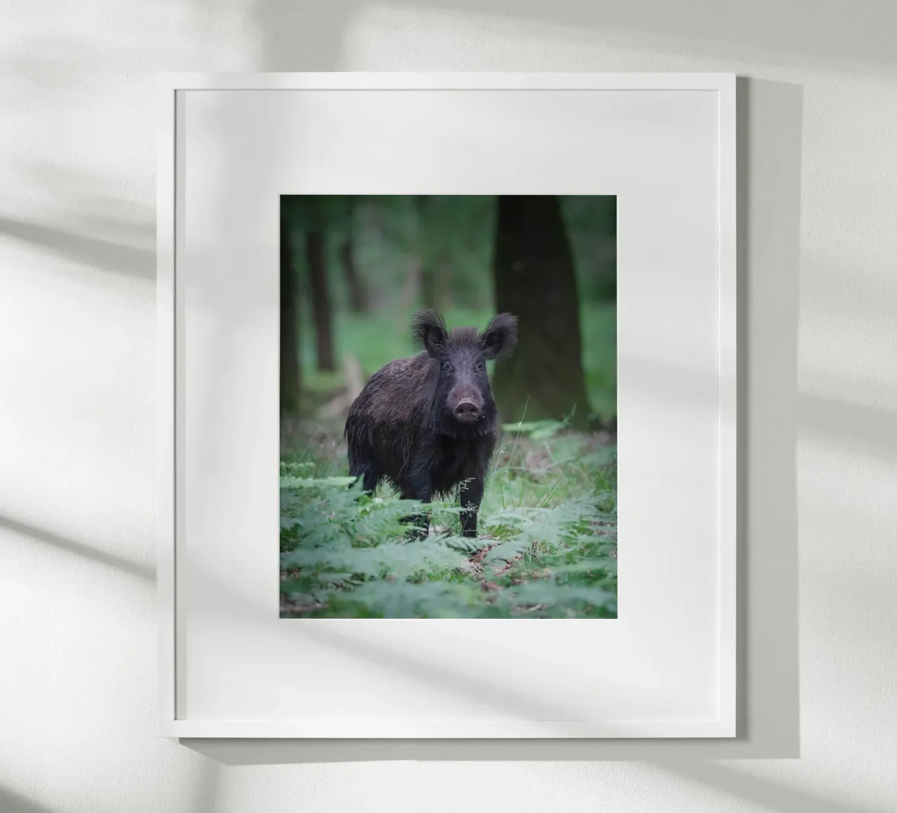 Cinghiale poster da Tom's Wildlife