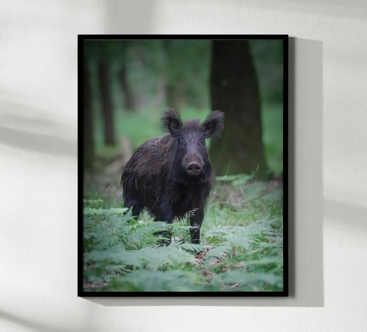 Wild boar hahnemühle by Tom's Wildlife