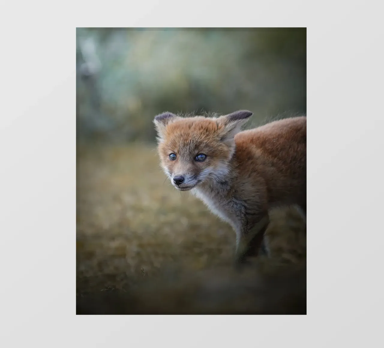 Rotfuchs PVC Plane von Tom's Wildlife