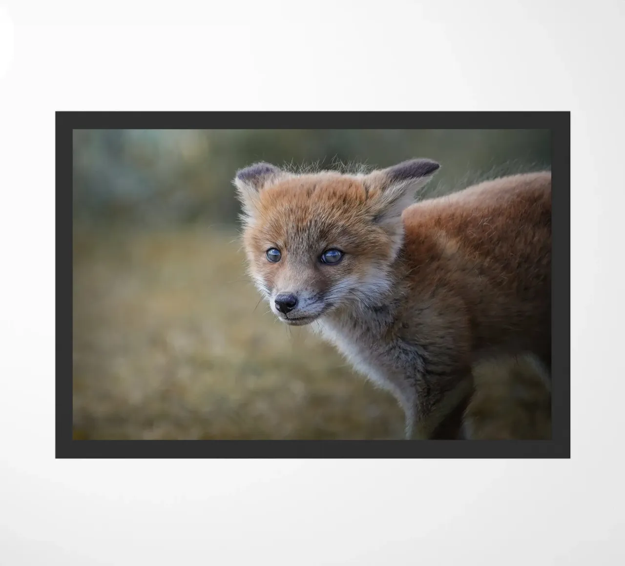 Volpe rossa zerbino da Tom's Wildlife