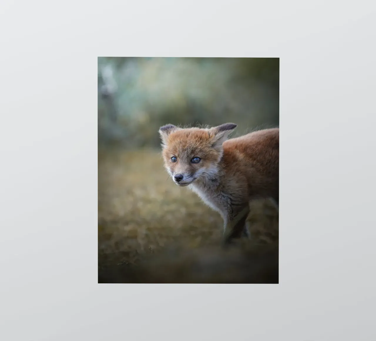 Red fox sticker by Tom's Wildlife