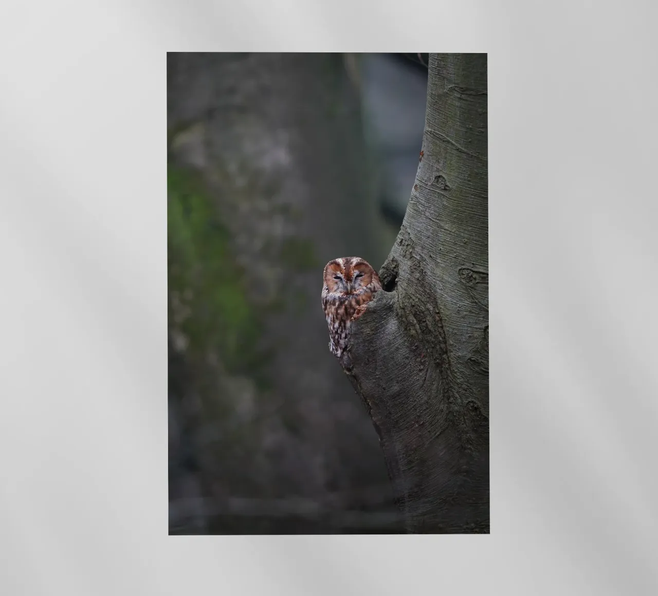 Allocco pellicola backlit da Tom's Wildlife