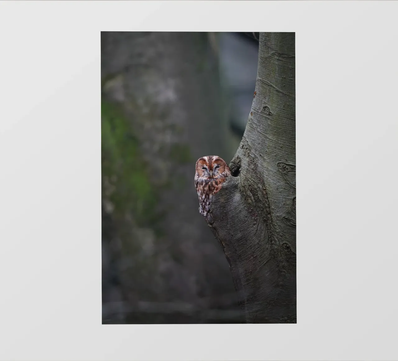 Allocco pellicola backlit da Tom's Wildlife