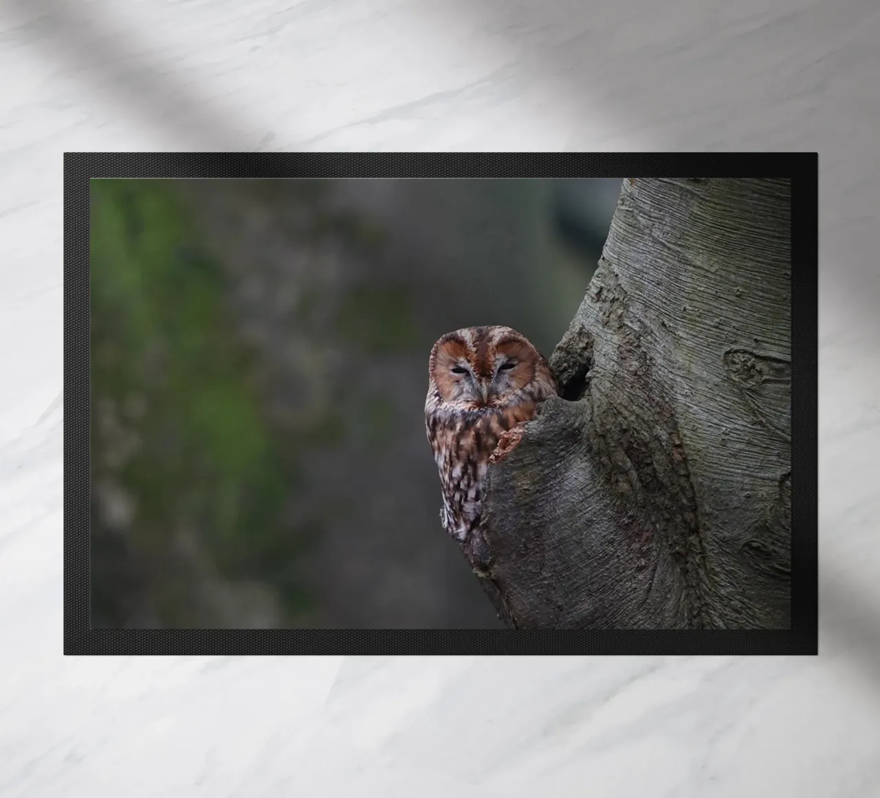 Allocco zerbino da Tom's Wildlife