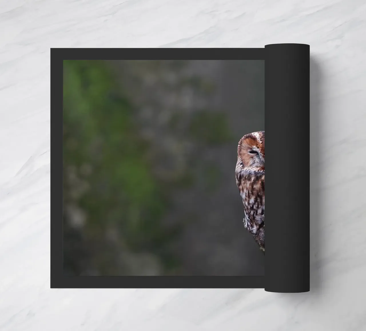 Allocco zerbino da Tom's Wildlife