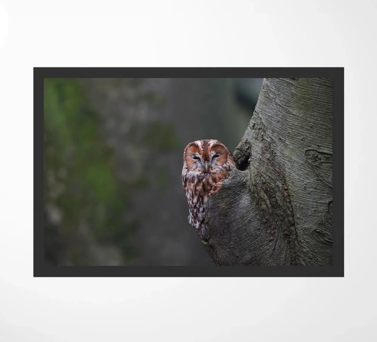 Allocco zerbino da Tom's Wildlife